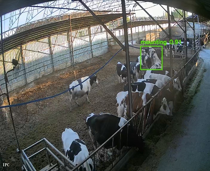 Kızgınlık tespiti yapılan bir ineği gösteren ahır kamera görüntüsü